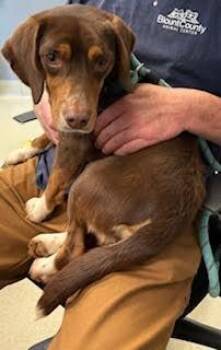 Beagle and Mixed Breed Dogs Available for Adoption - Rip | PetCurious