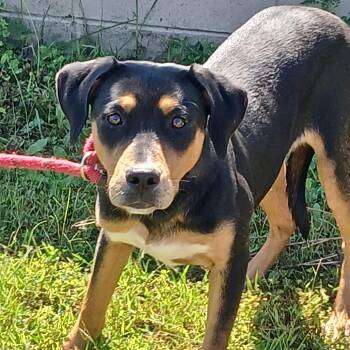 Clover 6467 -  Mixed Breed Dog for Adoption in Loxahatchee Groves, Florida - Clover 6467 | PetCurious