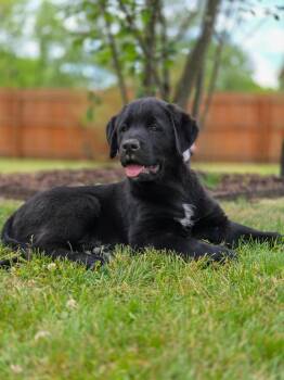 Labrador Retriever Dogs Available for Adoption in North Prairie, Wisconsin - **RORY** | PetCurious