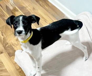 Rescue Rat Terrier and Poodle Dogs for Adoption in North Prairie, Wisconsin - **PIXEL** | PetCurious