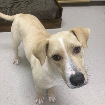 Mixed Breed Dogs Available for Adoption in Auburn, New Hampshire - Aubrey | PetCurious