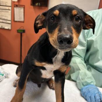 Durango -  Doberman Pinscher and Mixed Breed Dog for Adoption in Flagstaff, Arizona - Durango | PetCurious