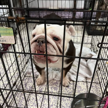 Rescue English Bulldog Dogs for Adoption in Northbrook, Illinois - Droolia Caesar | PetCurious
