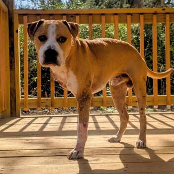 Rescue American Staffordshire Terrier Dogs for Adoption in Bastrop, Texas - Lucky Cyber Dog 25-03-022 | PetCurious