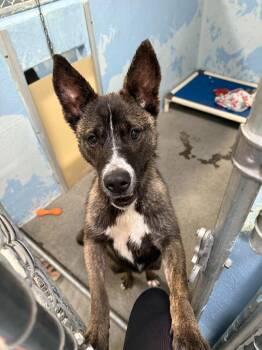 Dutch Shepherd Dogs Available for Adoption in Brookings, Oregon - Violet | PetCurious