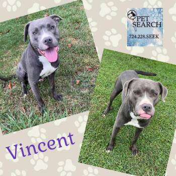 Rescue American Staffordshire Terrier Dogs for Adoption in Washington, Pennsylvania - Vincent | PetCurious