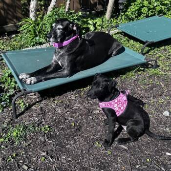 Labrador Retriever and Mixed Breed Dogs Available for Adoption in Avon, Ohio - Sharlene | PetCurious