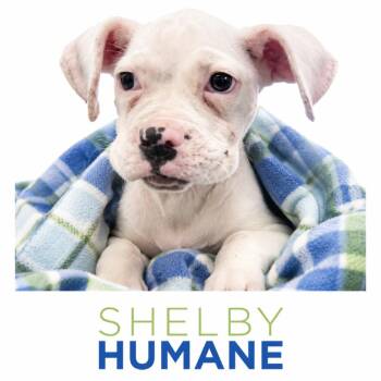 Sally Mae -  Mixed Breed Dog for Adoption in Columbiana, Alabama - Sally Mae | PetCurious