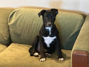 Black Labrador Retriever Dogs Available for Adoption - Daisy Mae | PetCurious