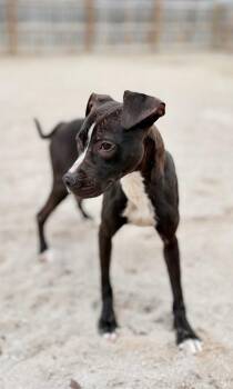 Mixed Breed Dogs Available for Adoption in Muskegon, Michigan - Jada | PetCurious