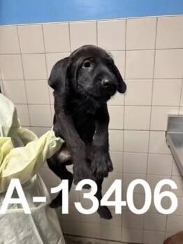 Willy -  Labrador Retriever Dog for Adoption in Estes Park, Colorado - Willy | PetCurious