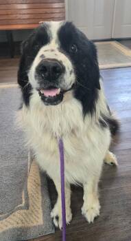 Drake -  Newfoundland Dog Dog for Adoption in Greencastle, Indiana - Drake | PetCurious