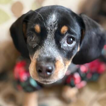 Beagle Dogs Available for Adoption - Katie-Rae | PetCurious