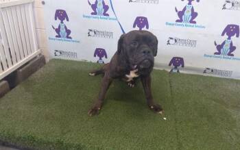 Cane Corso and Mixed Breed Dogs Available for Adoption in Orlando, Florida - BIA | PetCurious