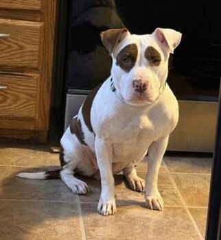 Swiss Miss -  Pit Bull Terrier and Mixed Breed Dog for Adoption in Kansas City, Missouri - Swiss Miss | PetCurious
