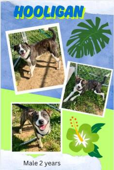 Mixed Breed Dogs Available for Adoption in Blountville, Tennessee - Hooligan | PetCurious