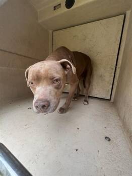 A476269 -  Pit Bull Terrier and Mixed Breed Dog for Adoption in Oklahoma City, Oklahoma - A476269 | PetCurious