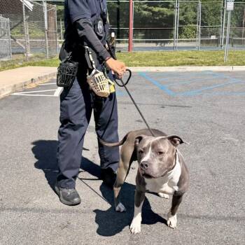 Butch -  Pit Bull Terrier Dog Available for Adoption in Passaic, New Jersey - Butch | PetCurious