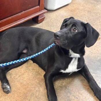 Raven -  Labrador Retriever Dog for Adoption in Bethel, Connecticut - Raven | PetCurious