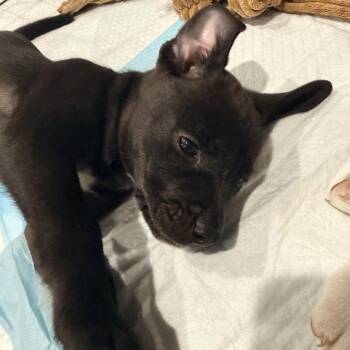Stella - Costa Mesa Location *Available 9/26* -  English Bulldog and Husky Dog for Adoption in Chino Hills, California - Stella - Costa Mesa Location *Available 9/26* | PetCurious