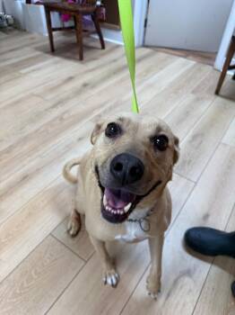 Labrador Retriever and Mixed Breed Dogs Available for Adoption - Daisy | PetCurious