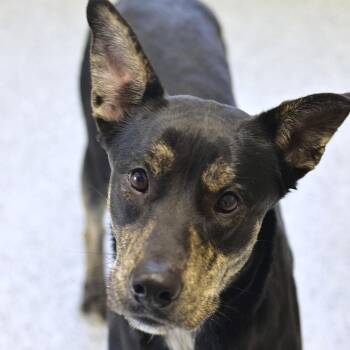 Marbles -  Mixed Breed Dog for Adoption in Emporia, Kansas - Marbles | PetCurious