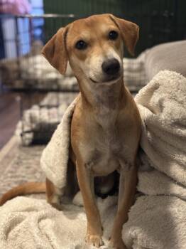 Labrador Retriever Dogs Available for Adoption - Nugget | PetCurious