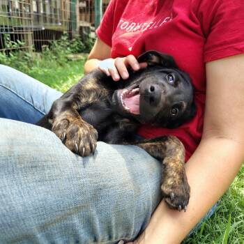 Rescue Labrador Retriever and Dutch Shepherd Dogs for Adoption in Seguin, Texas - Mikey | PetCurious