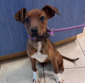 Rescue Boxer and English Springer Spaniel Dogs for Adoption in Partlow, Virginia - Phish Food | PetCurious