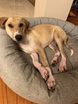Rescue Labrador Retriever and Great Pyrenees Dogs for Adoption in The Woodlands, Texas - Faith | PetCurious