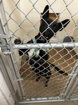 Rescue Pit Bull Terrier Dogs for Adoption in Casper, Wyoming - TUX | PetCurious