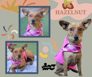 Rescue Chihuahua and Terrier Dogs for Adoption in Lindsay, California - Hazelnut | PetCurious