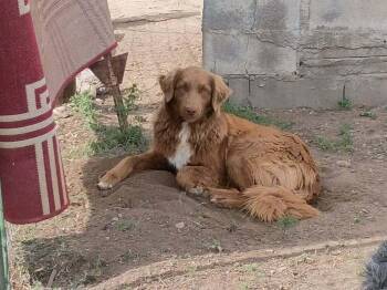 Australian Shepherd and Poodle Dogs Available for Adoption in Aurora, Colorado - Bear | PetCurious