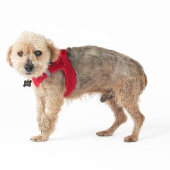 Yorkshire Terrier Dogs Available for Adoption in San Francisco, California - Alf 14016 | PetCurious