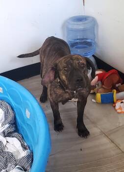 Rescue Mountain Dog and Boxer Dogs for Adoption in Gallatin, Tennessee - Caddie | PetCurious