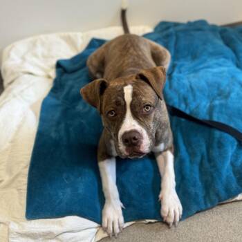 Reese -  American Bulldog Dog for Adoption in West Palm Beach, Florida - Reese | PetCurious
