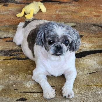 Shih Tzu Dogs Available for Adoption in Eustis, Florida - Bella | PetCurious