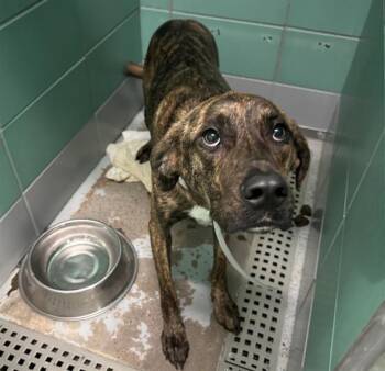 ABIGAIL -  Staffordshire Bull Terrier and Mixed Breed Dog for Adoption in Houston, Texas - ABIGAIL | PetCurious