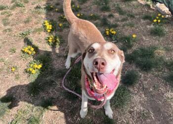 Siberian Husky and Labrador Retriever Dogs Available for Adoption in Colorado Springs, Colorado - HOPE | PetCurious