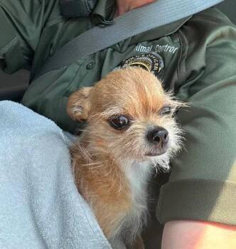 FOSTER ME - Chico -  Chihuahua Dog for Adoption in Grafton, Wisconsin - FOSTER ME - Chico | PetCurious