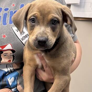 Staffordshire Bull Terrier and Husky Dogs Available for Adoption in Parkersburg, West Virginia - Bear | PetCurious
