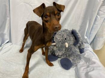 Miniature Pinscher Dogs Available for Adoption - A608141 | PetCurious