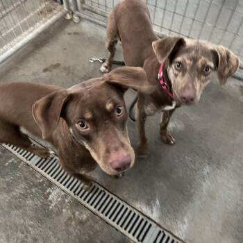 Vizsla and Beagle Dogs Available for Adoption - Bob And Roberta | PetCurious