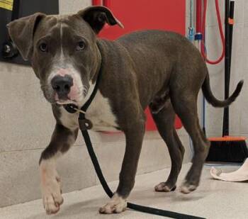 Pit Bull Terrier and Mixed Breed Dogs Available for Adoption - Casanova | PetCurious