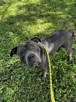 Fred -  Mixed Breed Dog for Adoption in Vero Beach, Florida - Fred | PetCurious