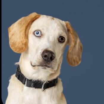 AAD Upcoming Arrival!  Hopper - 26115 -  Beagle Dog for Adoption in Armonk, New York - AAD Upcoming Arrival!  Hopper - 26115 | PetCurious