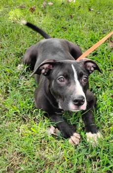 Rescue American Staffordshire Terrier Dogs for Adoption in Zuni, Virginia - Yasmine Blair | PetCurious