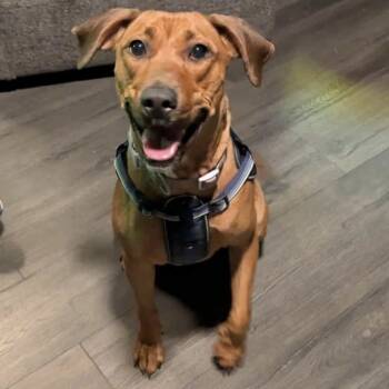 Rescue Labrador Retriever and Hound Dogs for Adoption in Hillsborough, North Carolina - Laia | PetCurious