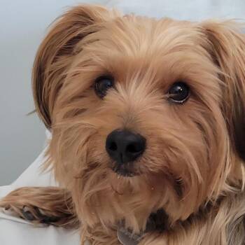 Yorkshire Terrier and Mixed Breed Dogs Available for Adoption in Olathe, Kansas - Charlie | PetCurious