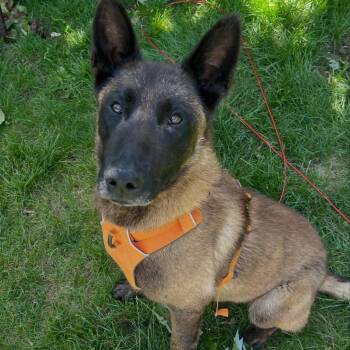 Maverick -  Belgian Shepherd Malinois Dog for Adoption in Detroit, Michigan - Maverick | PetCurious